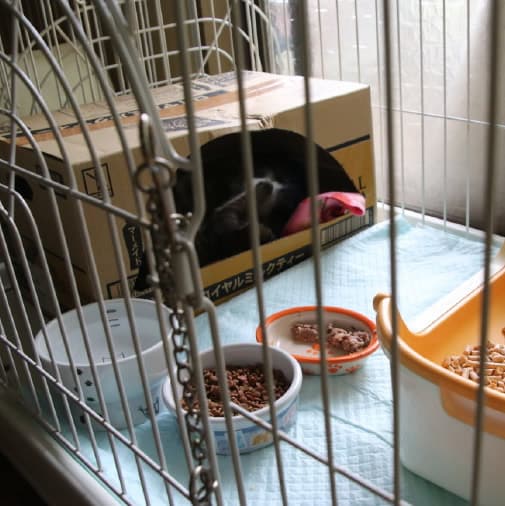愛知県 我が家は5匹さん