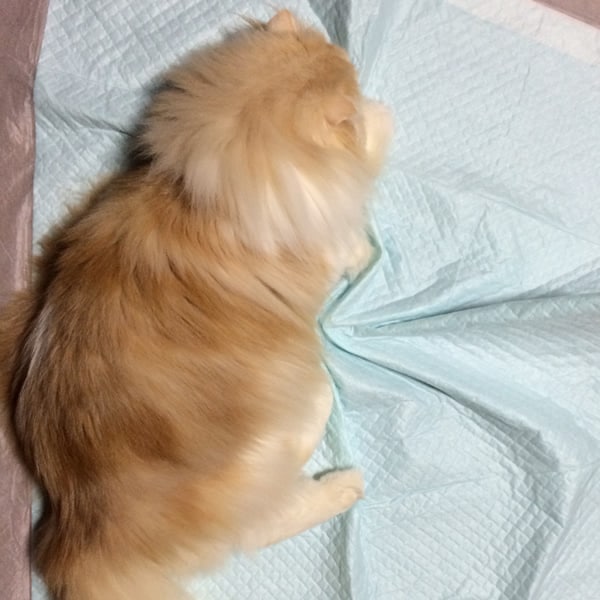 富山県 mktmさん