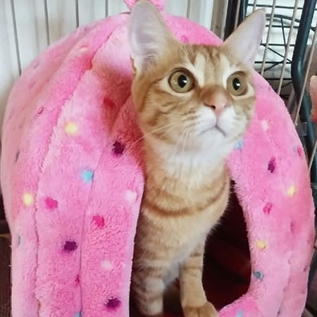 むぎ