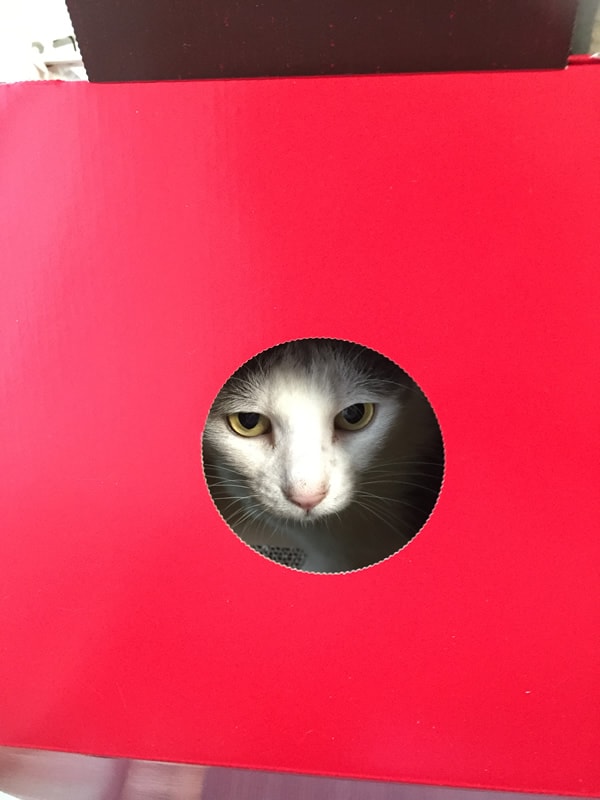 レポート画像