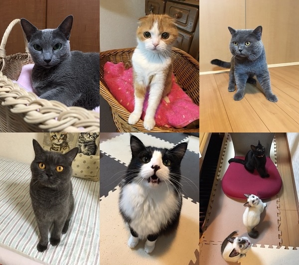 くるみ、もこ、ノエル、ルナ、そら、かい、りく、マロン