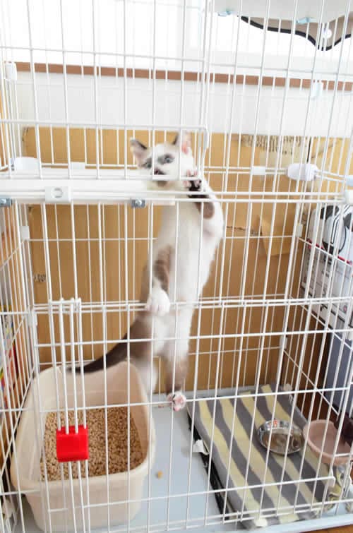 レポート画像