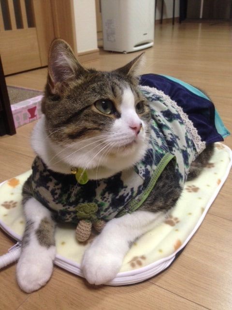 レポート画像