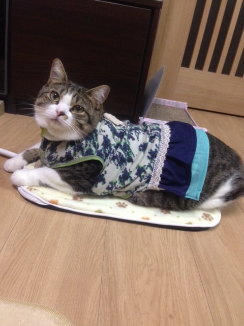 レポート画像