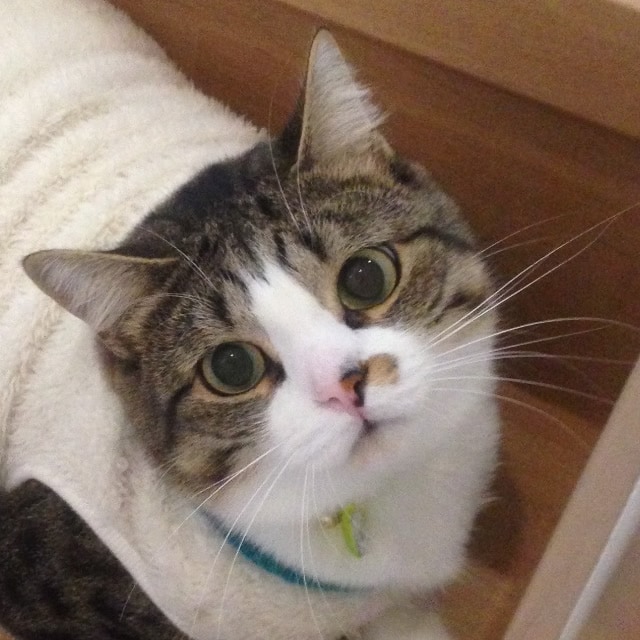 うったん王子