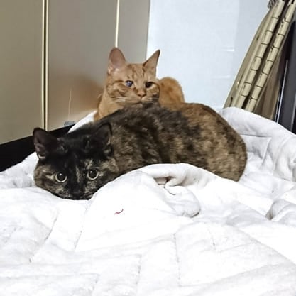 しょっつる、ぶりこ