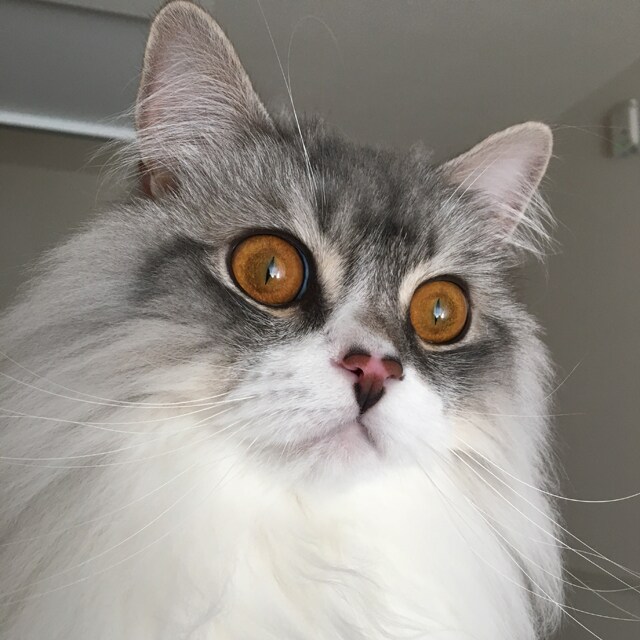 アル