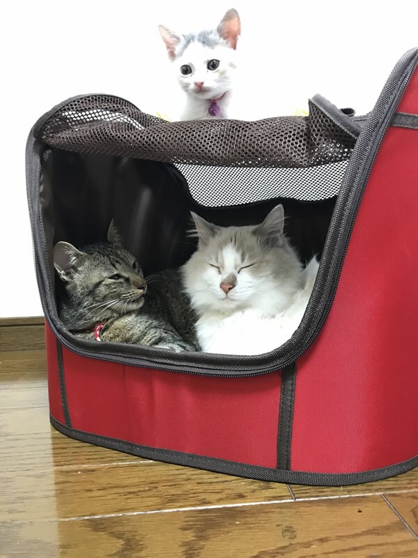 レポート画像