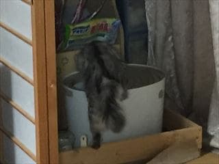 上から猫トイレ プチ 上から猫トイレ用 猫砂モニターレポート アイリスプラザ メディア