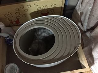 レポート画像