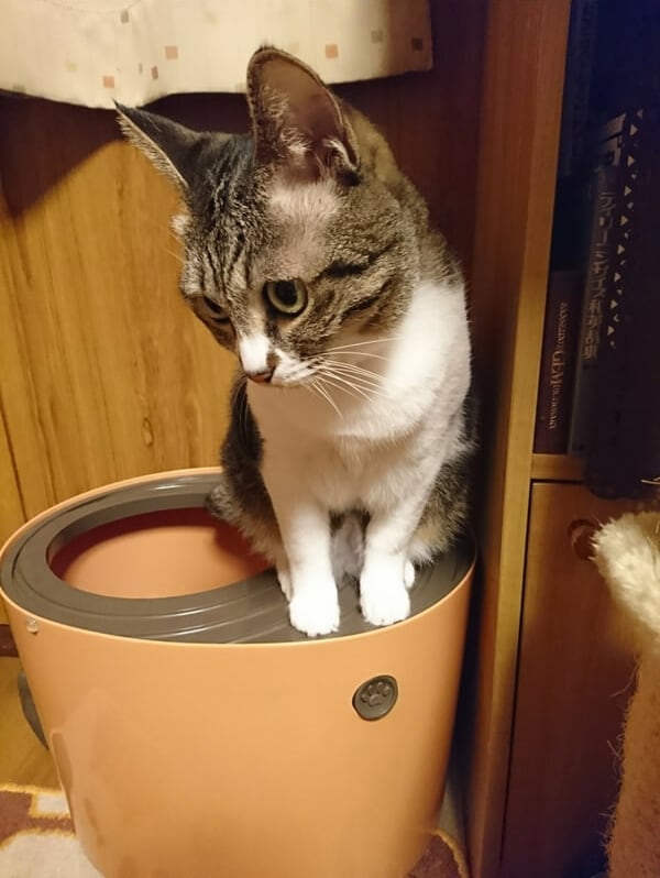 レポート画像