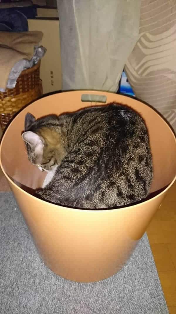 レポート画像