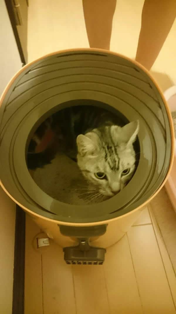レポート画像