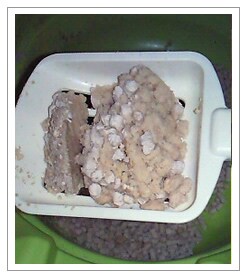 ガッチリ綺麗にすくえた