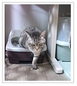 砂を入れるとすぐに飛び込みました。