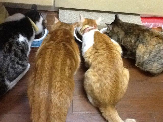 マロン、ちび、ぶー、さびこ