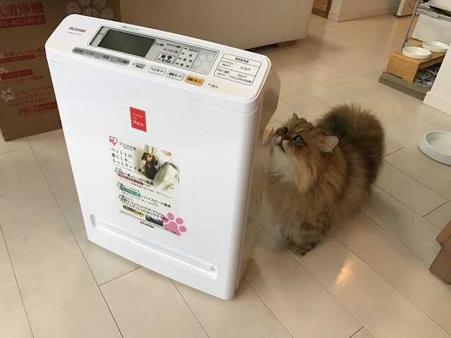 foo-chan01
