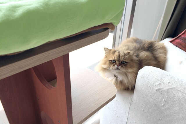 foo-chan08