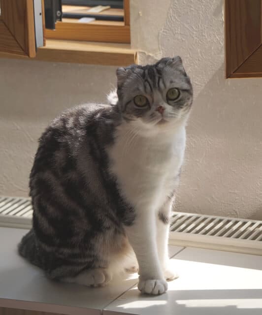 nekodarake02