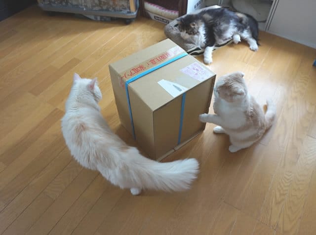 nekodarake02