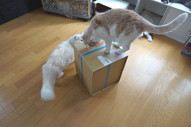 nekodarake02