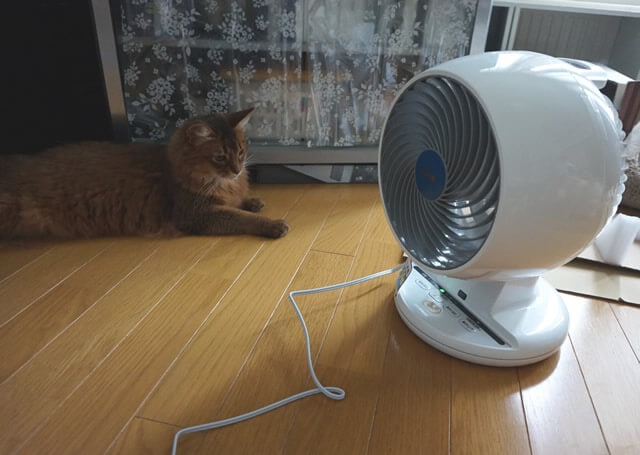 nekodarake02