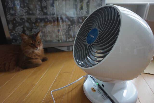 nekodarake02