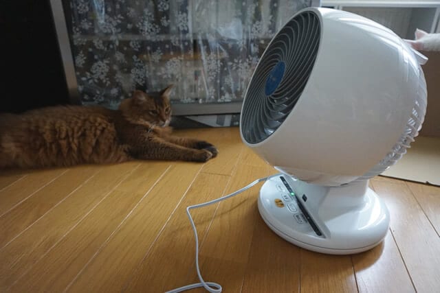 nekodarake02