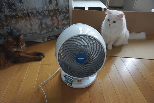 nekodarake02