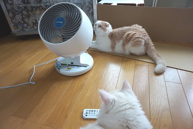 nekodarake02