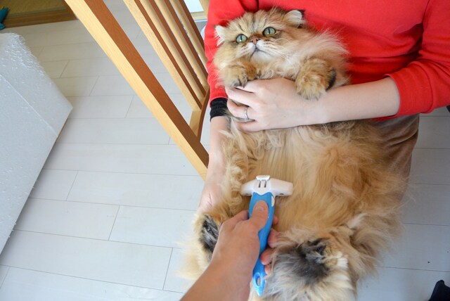 foo-chan08
