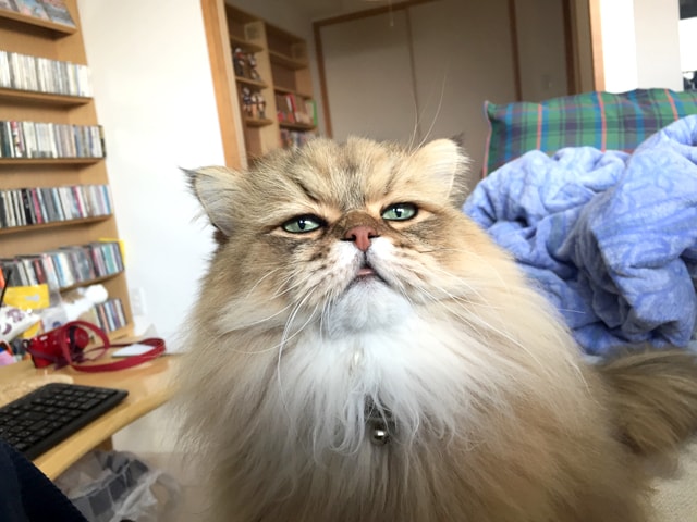 foo-chan09