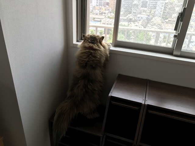 foo-chan01