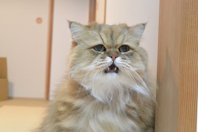 foo-chan04