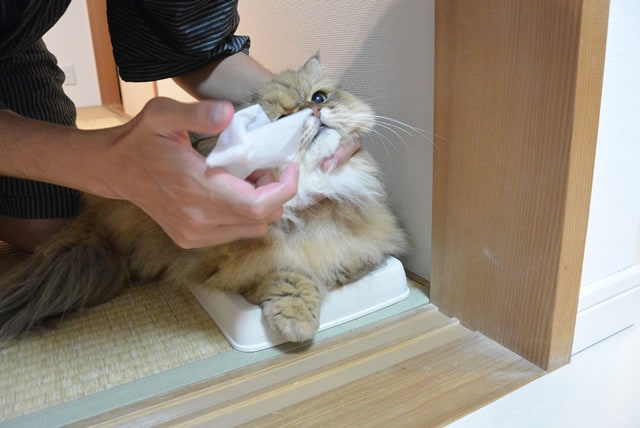 foo-chan06