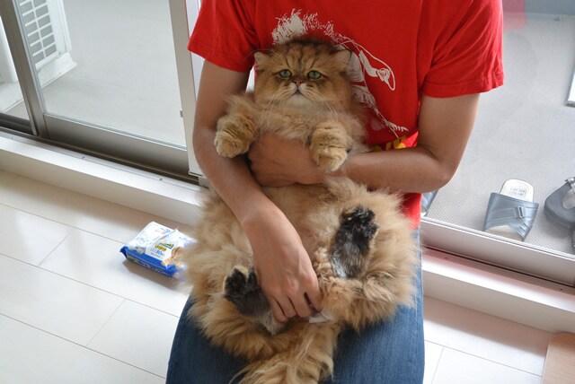 foo-chan08