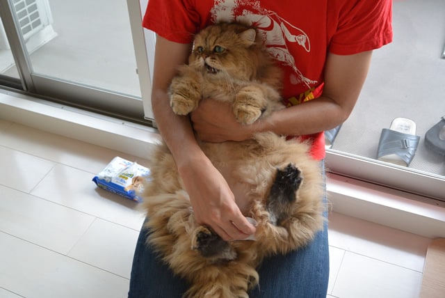 foo-chan09