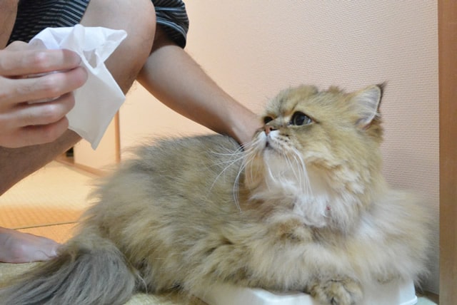 foo-chan10