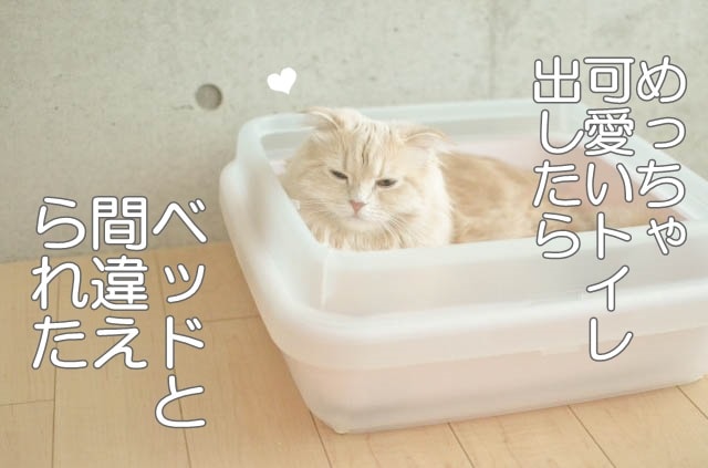 ツンギレ猫の日常 の陽くん月ちゃんとうだまさんが ネコのトイレと炭の猫砂 を試してみました アイリスプラザ メディア