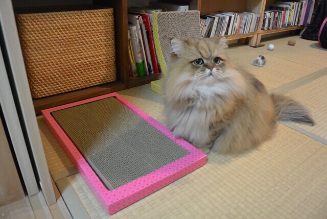 foo-chan05