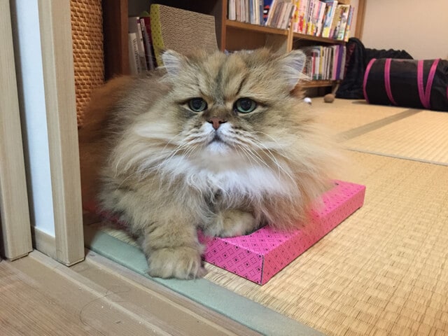 foo-chan08