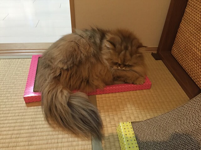 foo-chan11