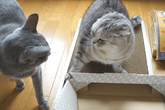 爪とぎ