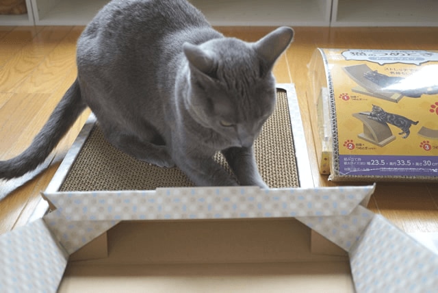 爪とぎ