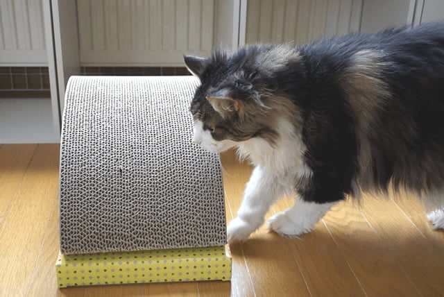爪とぎ