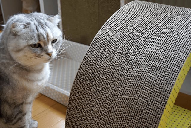 爪とぎ