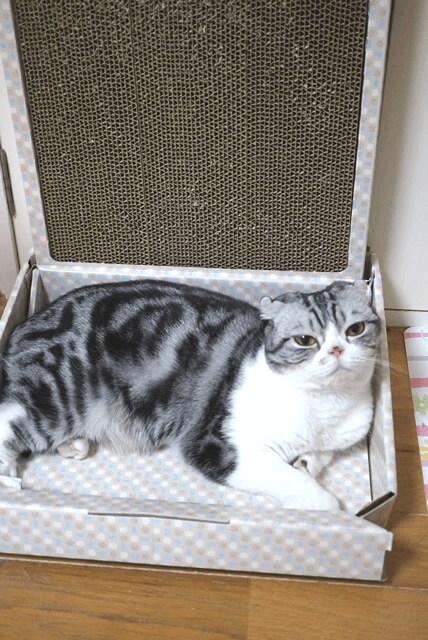 爪とぎ