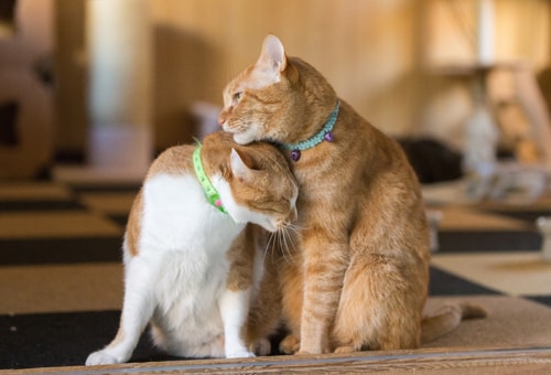 しぐさでわかる猫の気持ち アイリスプラザ メディア