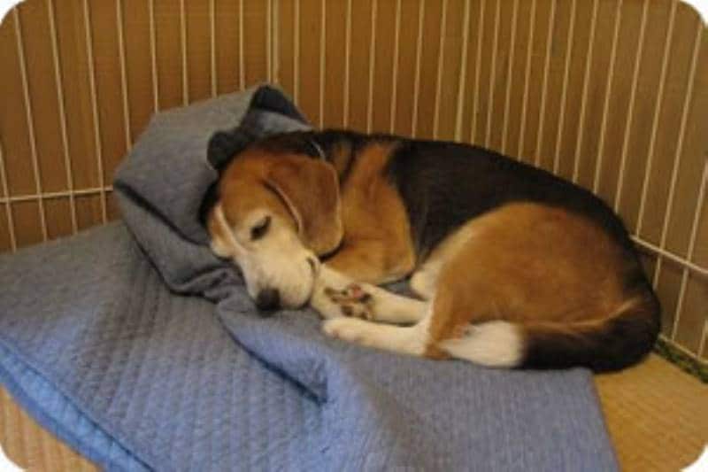 ビー山さんちの愛犬びーくん