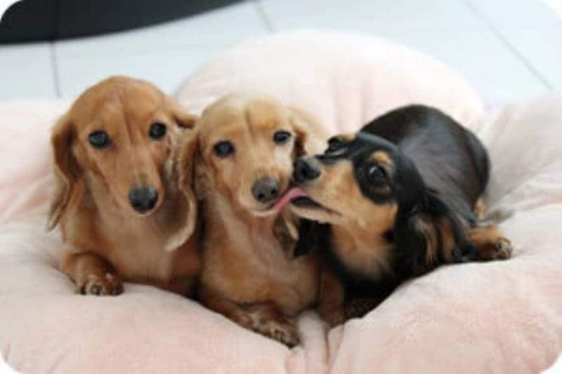 MARIさんちの愛犬モニ・マフィー・マノンちゃん